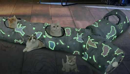 Cats playing and resting inside a glow in the dark Self Luminous Cat Tunnel on wooden floor