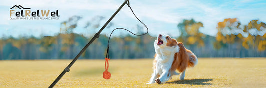 Dog playing outdoors with a toy on a stick in a field under a clear blue sky
