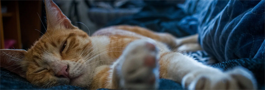Sleeping orange cat resting comfortably next to a blue cat tunnel for extended play and relaxation