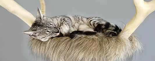 Gray tabby cat sleeping peacefully on a furry perch resembling a cat tunnel in a cozy setting