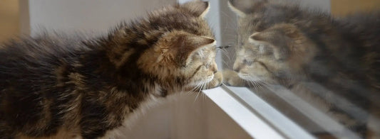 Kitten exploring and peering curiously at its reflection near a cat tunnel in a calm home environment