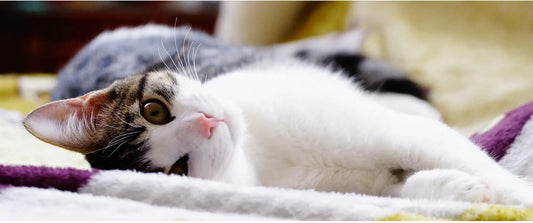 Relaxed cat lying on soft blanket near cozy cat tunnel for extended feline play and comfort