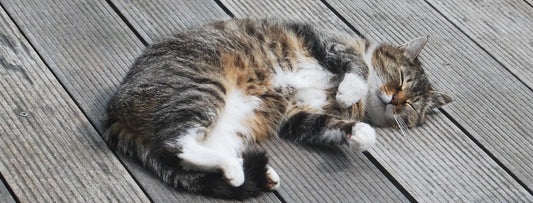 Tabby cat lying relaxed on wooden floorboards enjoying sunbeam snoozing ritual without a cat tunnel