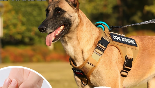 Guide on how to choose a comfortable dog harness shown on a dog wearing a tan service harness outdoors