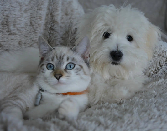 Cat and small white dog cuddled on a plush blanket illustrating pet health and wellness guide for home care tips