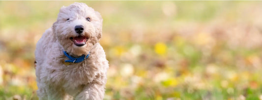 Happy fluffy dog running outdoors playing with a Flirt Pole for Dogs in a grassy field
