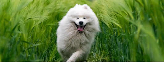 Happy white fluffy dog running through green grass field for Flirt Pole for Dogs exercise