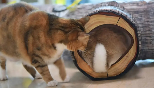 Two cats playing inside and around one of the best indoor cat play tunnels shaped like a hollow log