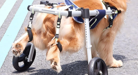 Golden retriever using a dog wheelchair for back legs to assist mobility on pavement