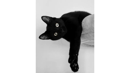 Black cat resting on a perch with paw hanging looking at camera demonstrating GPS tracking for cats