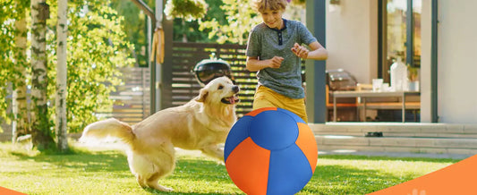 A boy playing with a golden retriever and a colorful ball, exploring if do herding balls help with dog behavior