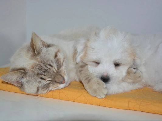 Sleeping cat and small white puppy cuddled on a yellow blanket illustrating tips for modern pet parents on bonding care