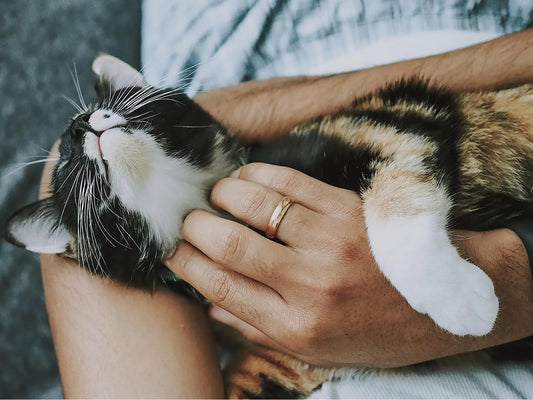 Person cradling a relaxed calico cat while petting its chin modern pet care tips 2025