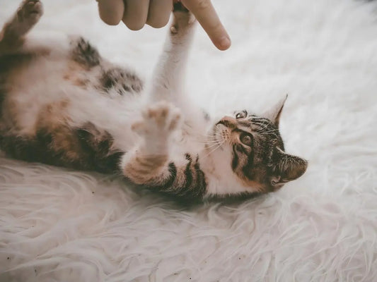 Tabby kitten lying on fluffy white rug reaching toward a human finger in a safe indoor environment for kittens