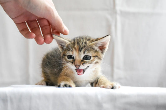 Smiling tabby kitten on white blanket with hand reaching in offering comfort bringing home a new cat tips