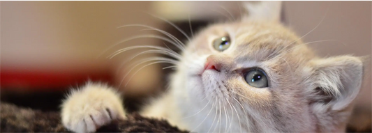 Cute kitten playing with a Flying Bird Cat Toy indoors on a soft surface