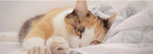 Calico cat resting comfortably on a soft cat desk bed with cozy blankets nearby