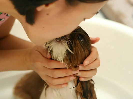 Person gently bathing a dog, showcasing a bond that helps in understanding how to build trust with your cat