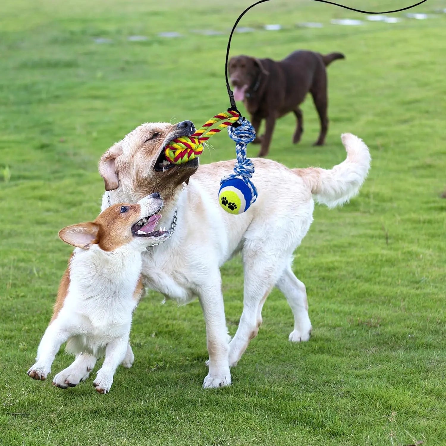 Flirt Pole for Dogs | Durable Interactive Training Toy for High-Energy Breeds