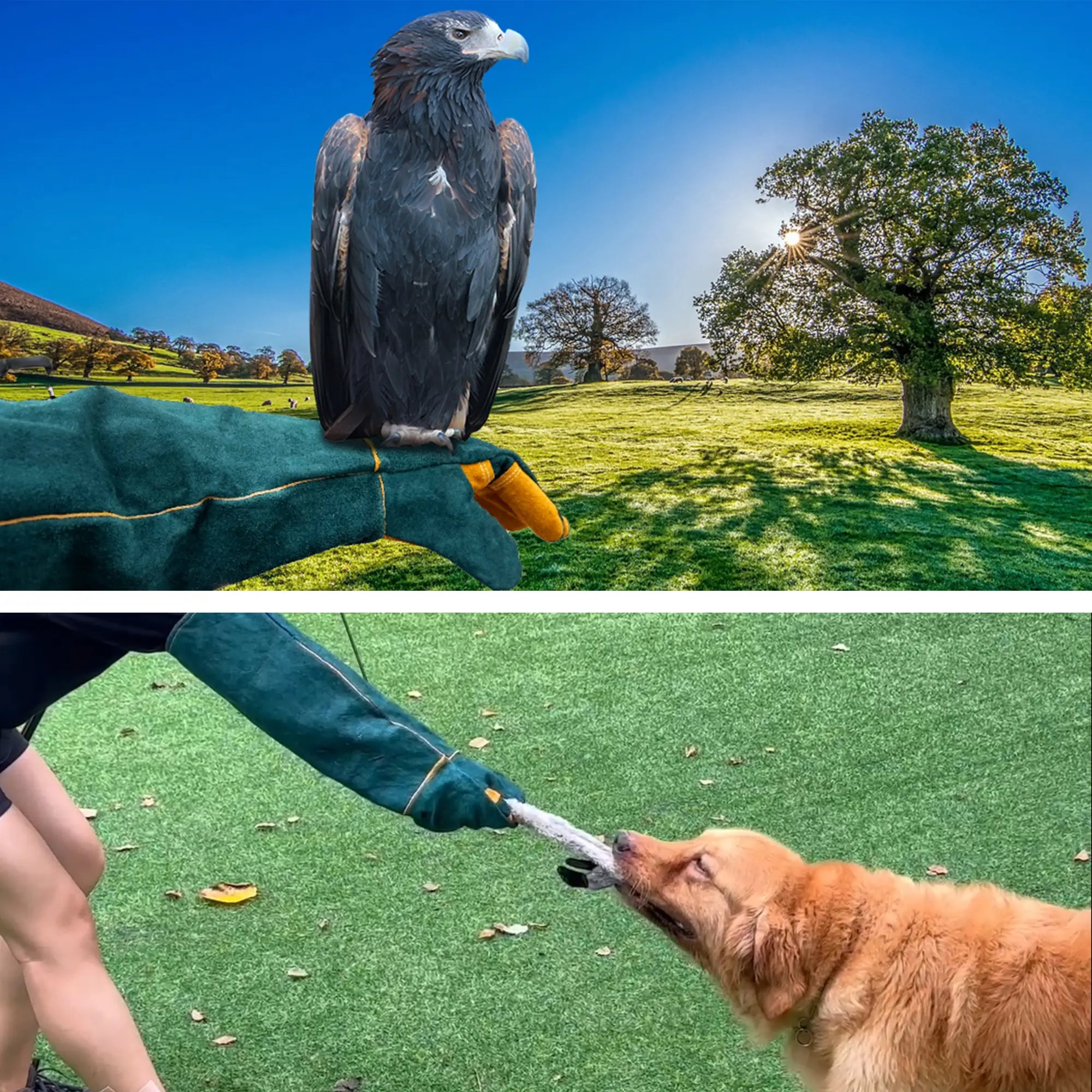 FelRelWel Animal Handling Gloves worn to safely manage a large bird and play tug with a dog outdoors