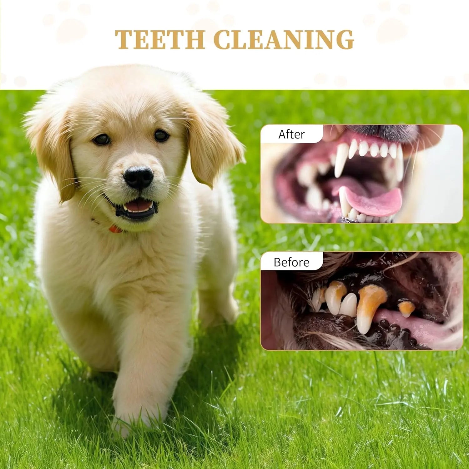 Golden retriever puppy with healthy teeth after using dog rope toys for aggressive chewers for dental care