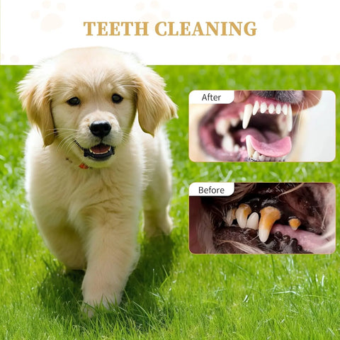 Golden retriever puppy with healthy teeth after using dog rope toys for aggressive chewers for dental care
