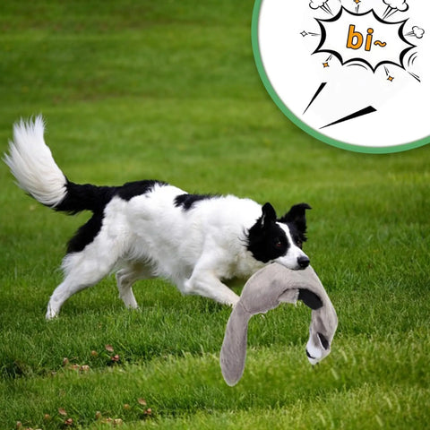 Black and white dog playing outdoors with a Flirt Pole for Dogs by FelRelWel on green grass