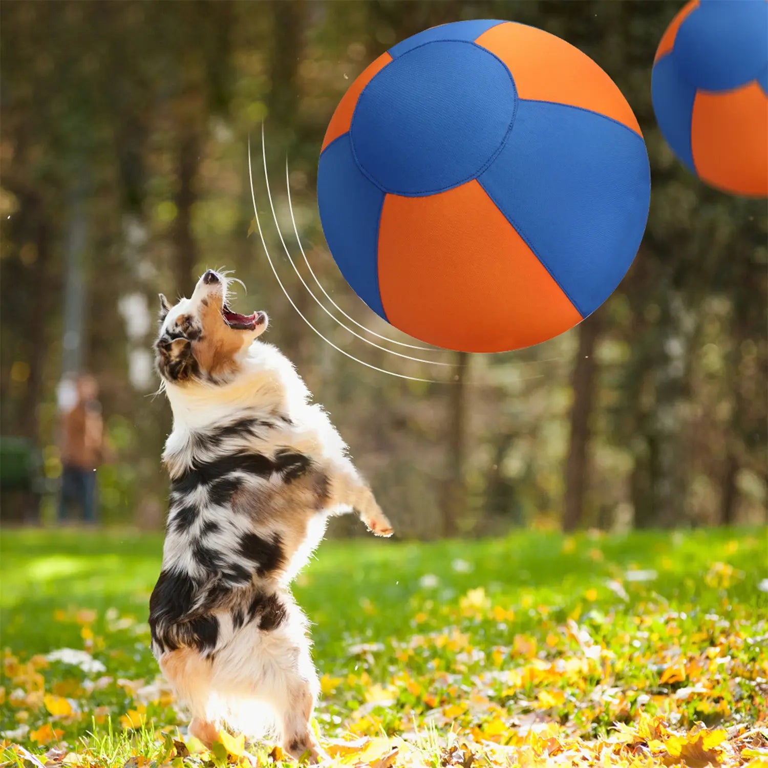Dog playing with a large blue and orange herding ball for dogs in an outdoor park setting
