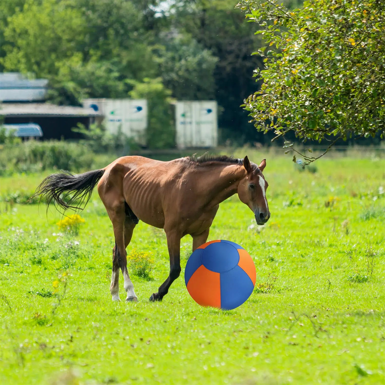 Brown horse standing in a green field next to a blue and orange herding ball for dogs