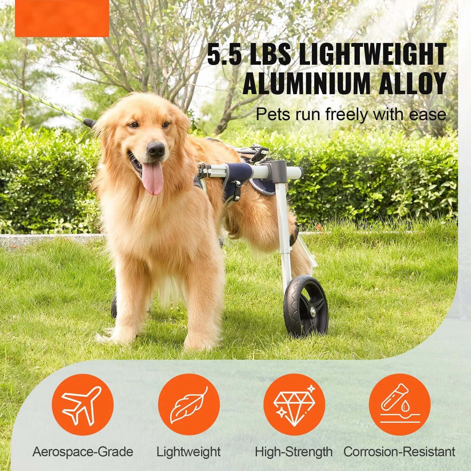 Golden retriever using dog wheelchair for back legs made of lightweight aluminum alloy outdoors